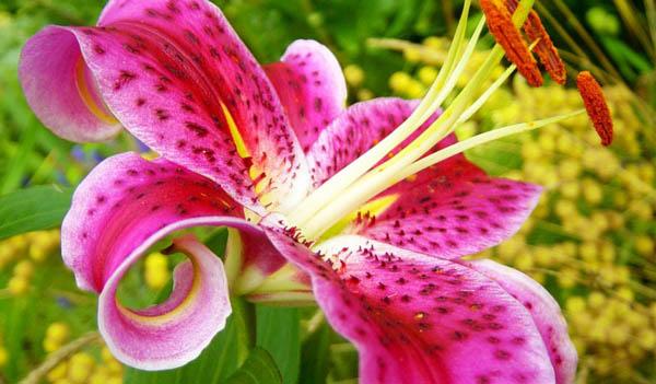 Hoa ly - Biểu tượng tuyệt đẹp của tình yêu và sự thuần khiết