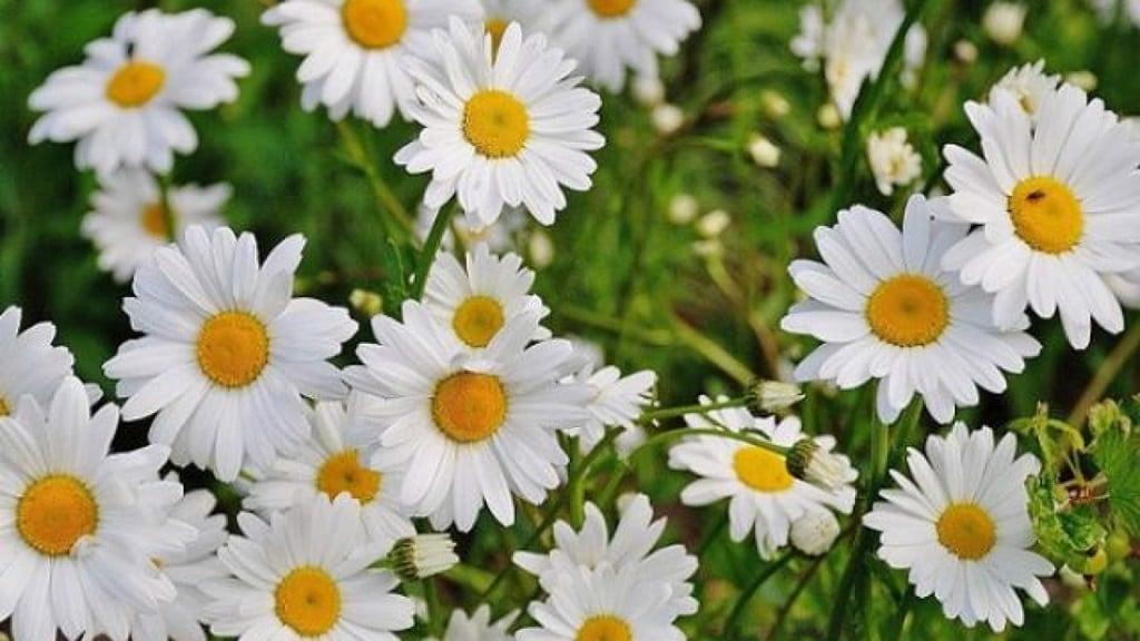 Hoa cúc trắng - Biểu tượng của sự trong sạch và thuần khiết
