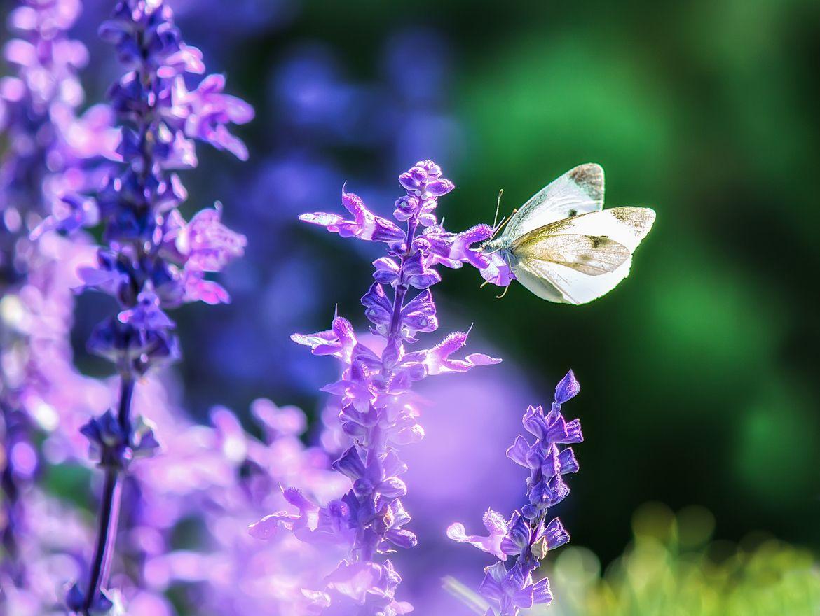 Hoa Lavender: Thảo Dược Trong Tình Yêu