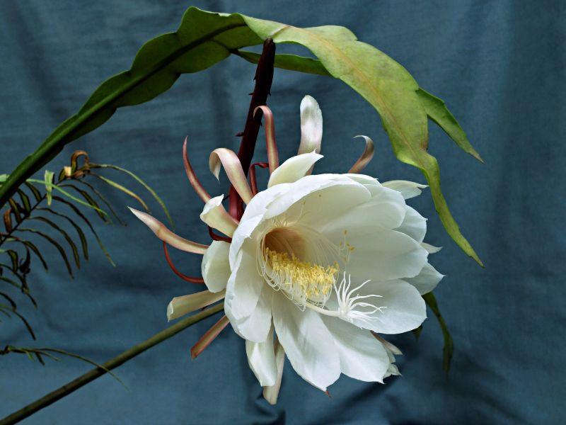 Hoa Quỳnh - Vẻ đẹp thanh lịch và quý phái của thiên nhiên
