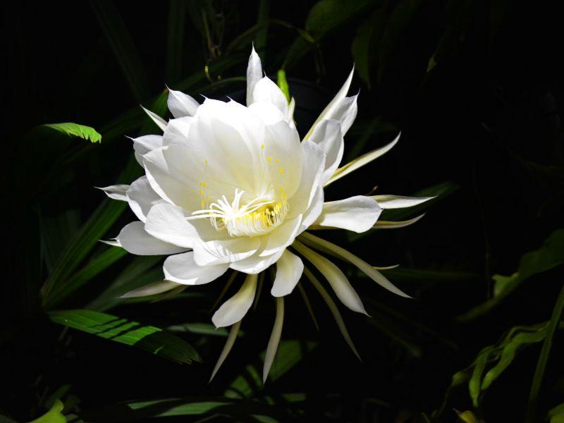 Hoa Quỳnh - Vẻ đẹp thanh lịch và quý phái của thiên nhiên