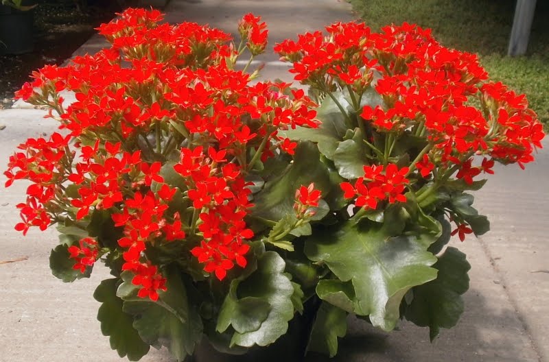 Những loài hoa đỏ nổi bật và phổ biến làm say lòng