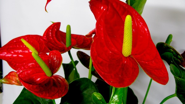 Những loài hoa đỏ nổi bật và phổ biến làm say lòng