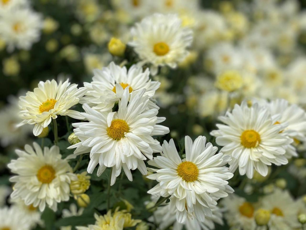 Hoa cúc họa mi: Nàng thơ thiên nhiên trong một cành hoa