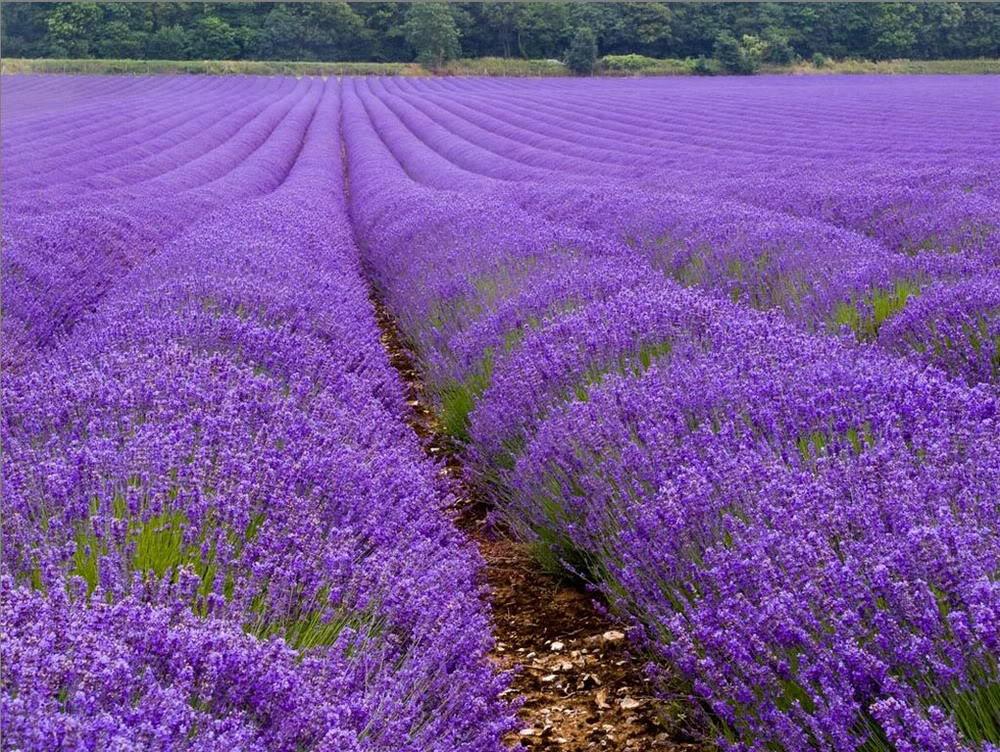 Hoa Lavender: Thảo Dược Trong Tình Yêu
