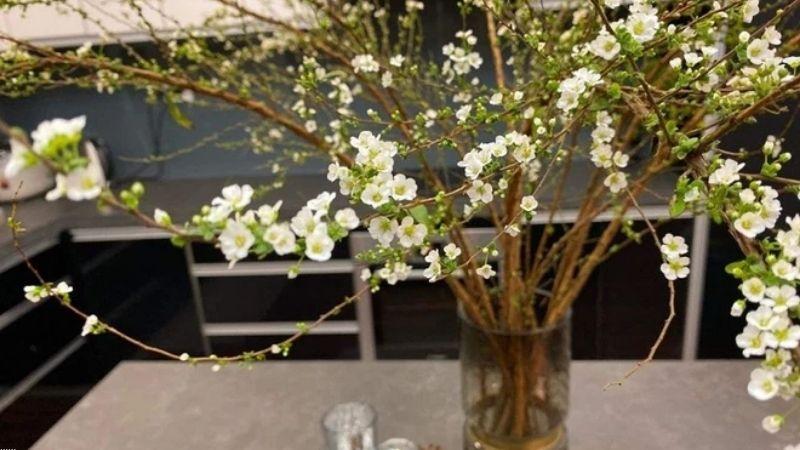 Hoa Tuyết Mai - Vẻ đẹp tinh tế và đặc biệt trong ngày tết