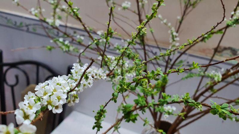 Hoa Tuyết Mai - Vẻ đẹp tinh tế và đặc biệt trong ngày tết