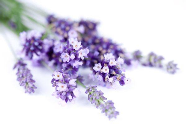 Hoa Lavender: Thảo Dược Trong Tình Yêu