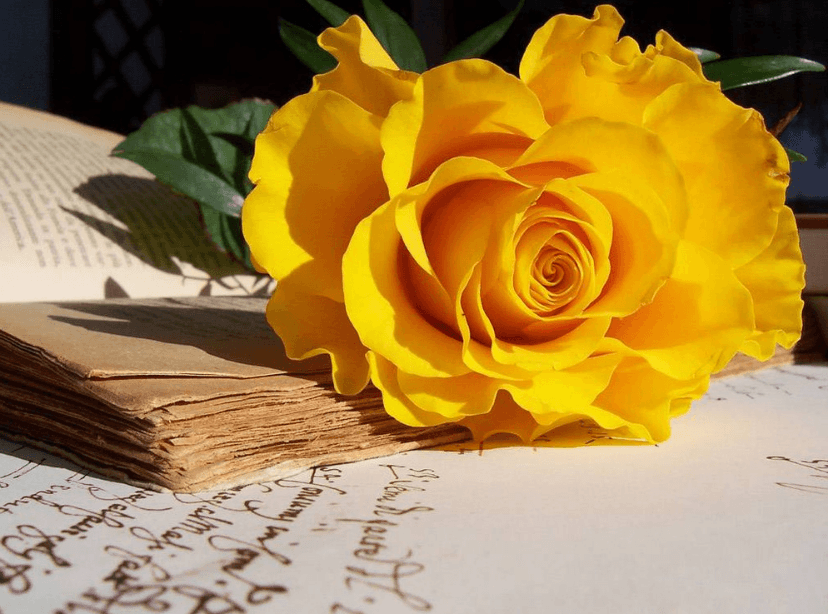 Vẻ đẹp và ý nghĩa: Hoa hồng vàng trong tình yêu