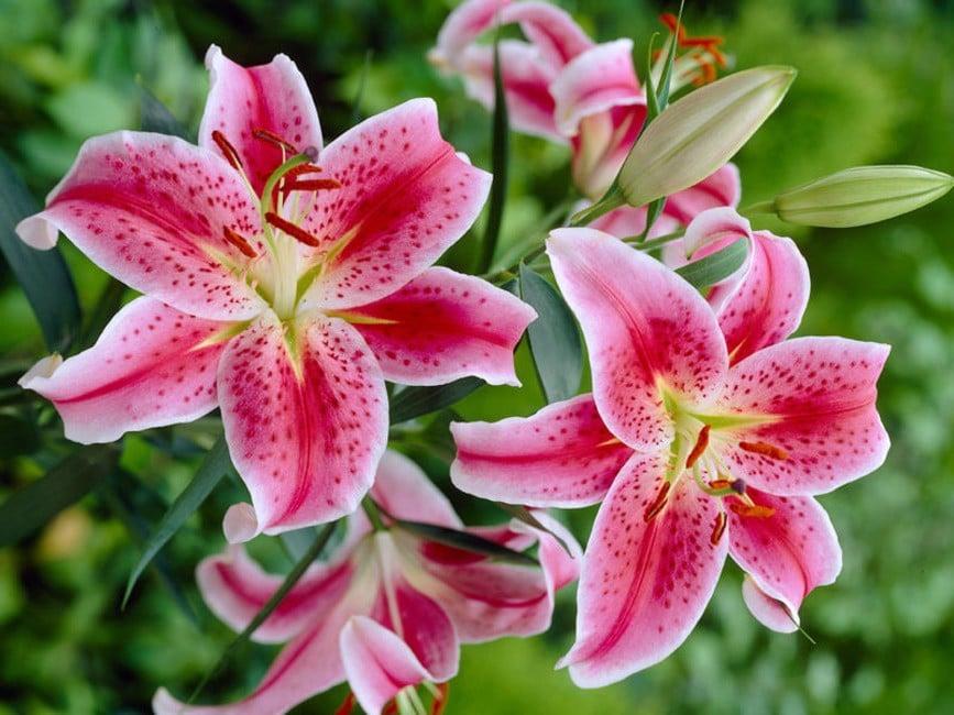 Hoa Lili (Bách hợp) - Thanh lịch và quý phái của vẻ đẹp tự nhiên.