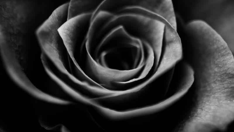 Tận hưởng ý nghĩa đặc biệt của Hoa hồng đen