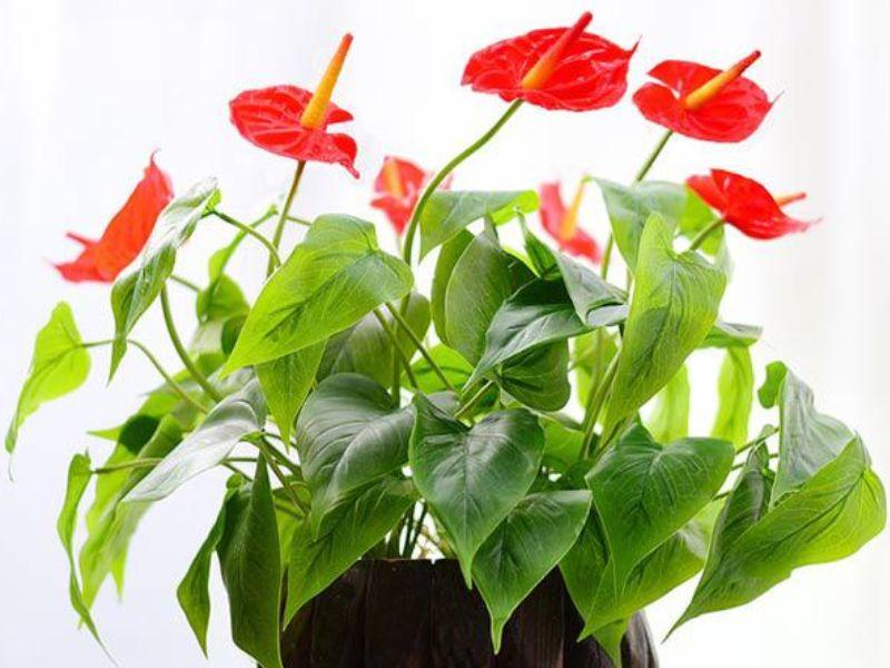 Hoa Hồng Môn - Nét đẹp tuyệt vời trong vườn hoa của bạn