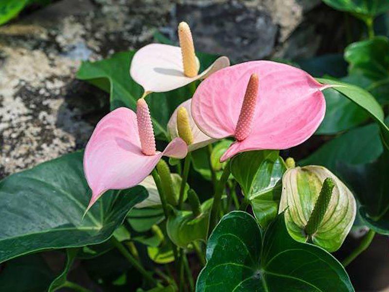 Hoa Hồng Môn - Nét đẹp tuyệt vời trong vườn hoa của bạn