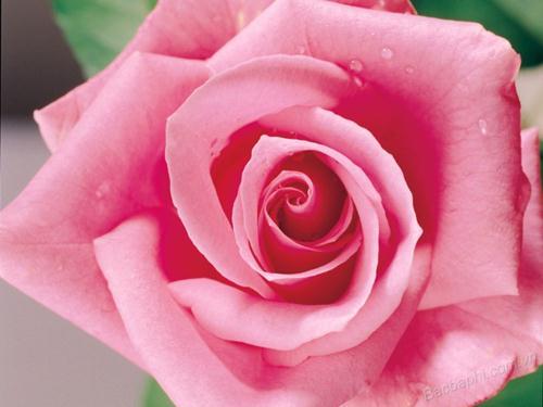 Hoa hồng phấn: Ý nghĩa sâu sắc và tinh tế của màu sắc