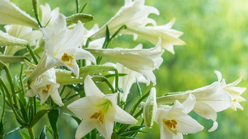 Đẹp và sâu lắng: Hoa huệ và ý nghĩa tiềm ẩn