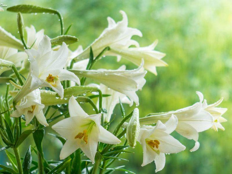 Hoa Loa Kèn: Vẻ đẹp tinh tế và quyến rũ của nàng hoa
