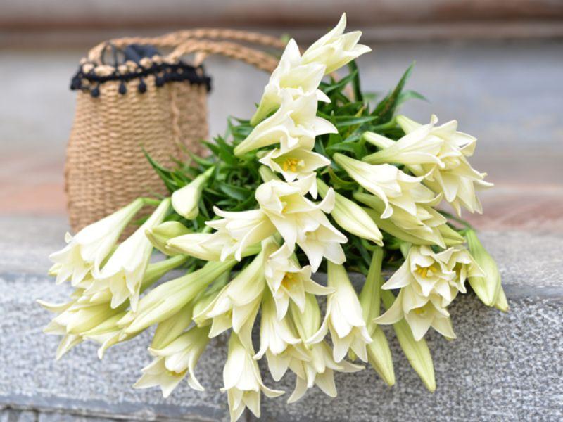 Hoa Loa Kèn: Vẻ đẹp tinh tế và quyến rũ của nàng hoa