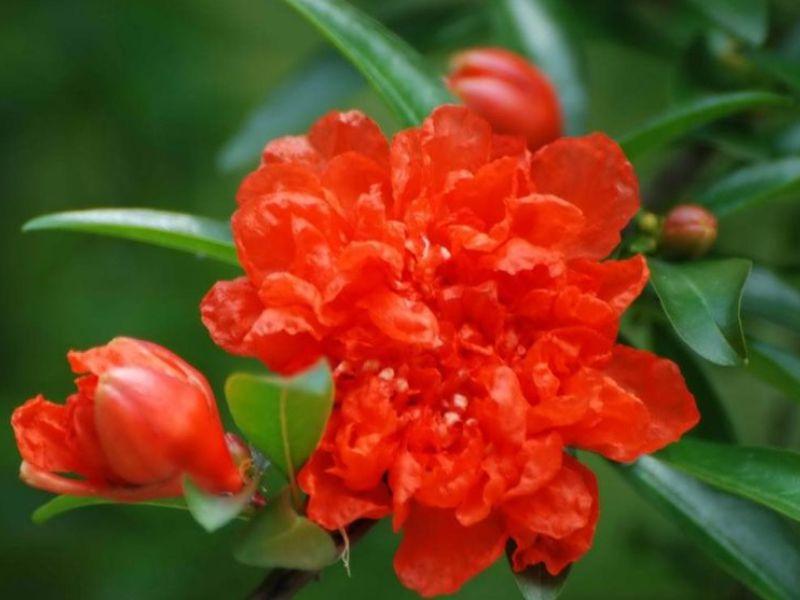 Hoa Lựu - Vẻ đẹp và ý nghĩa của loài hoa này