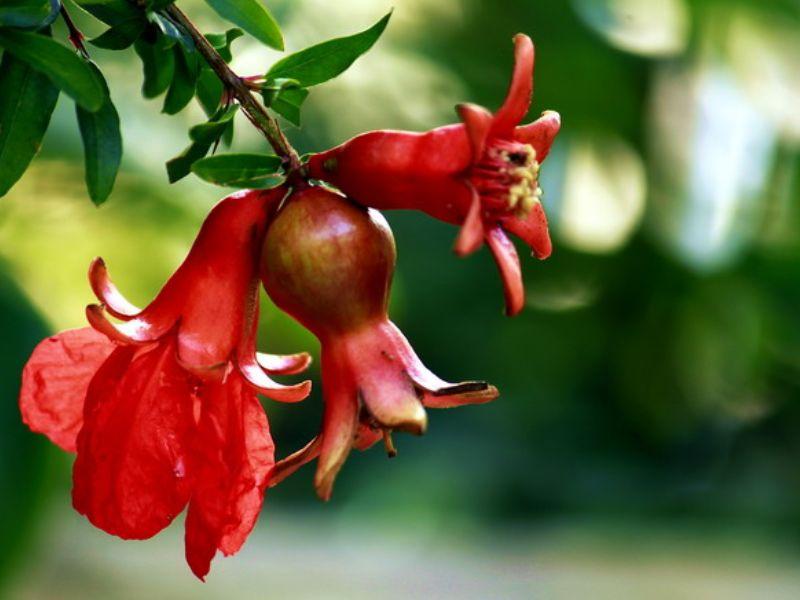 Hoa Lựu - Vẻ đẹp và ý nghĩa của loài hoa này