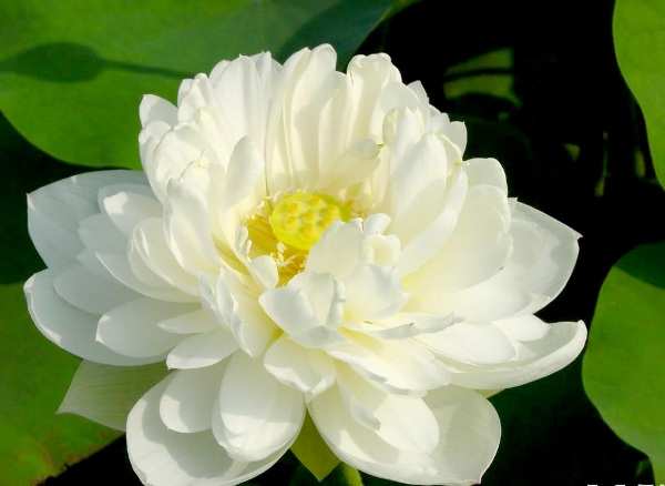 Ý nghĩa đặc biệt của hoa sen trắng trong văn hoá Việt Nam
