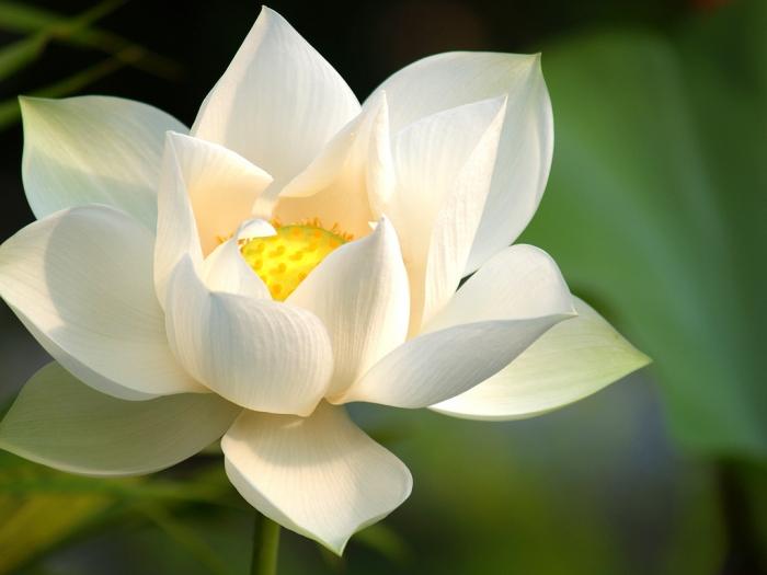 Ý nghĩa đặc biệt của hoa sen trắng trong văn hoá Việt Nam