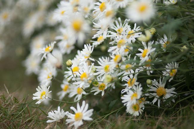 Hoa cúc họa mi: Nàng thơ thiên nhiên trong một cành hoa