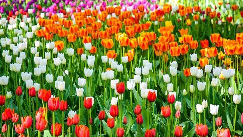 Ý nghĩa hoa tulip - Vẻ đẹp tinh tế và thanh cao