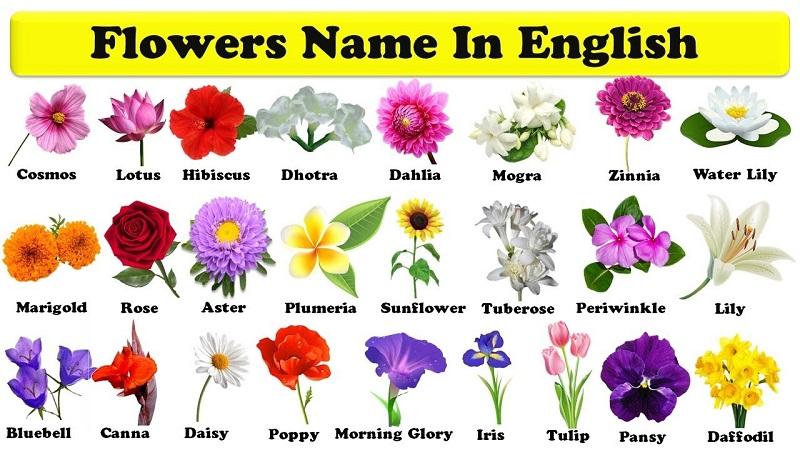 Từ tiếng Anh của hoa - ý nghĩa đằng sau mỗi tên gọi
