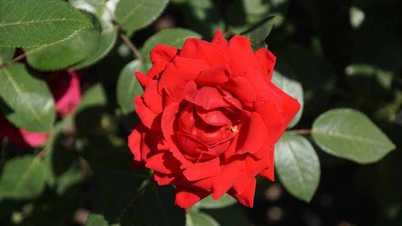 Những ý nghĩa ẩn sau hoa Hồng Nhung đỏ mà bạn cần biết