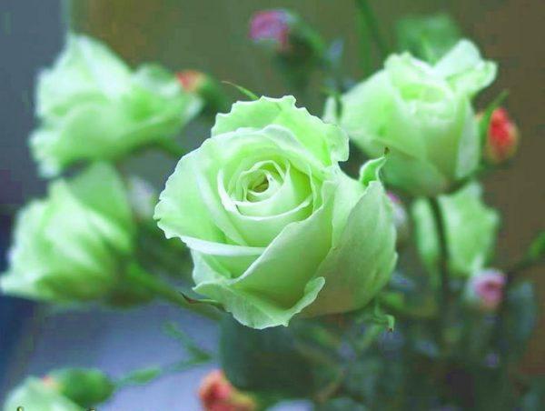 Ý nghĩa sâu sắc của Hoa hồng xanh lá