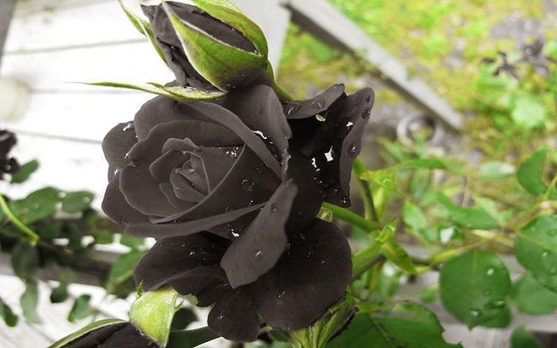 Tận hưởng ý nghĩa đặc biệt của Hoa hồng đen
