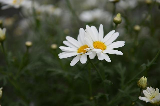 Hoa cúc trắng - Biểu tượng của sự trong sạch và thuần khiết