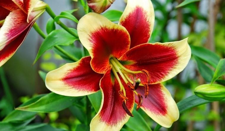 Hoa Lili (Bách hợp) - Thanh lịch và quý phái của vẻ đẹp tự nhiên.